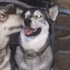 Australian Cattle Dogs and Northern Inuit Dogs from Ivy Heelers