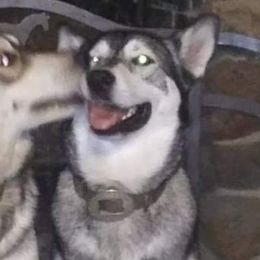Australian Cattle Dogs and Northern Inuit Dogs from Ivy Heelers