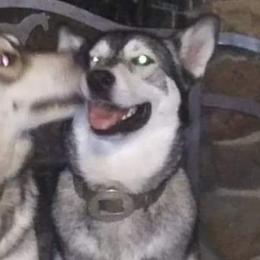 Australian Cattle Dogs and Northern Inuit Dogs from Ivy Heelers