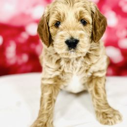 Twix - Gold female Australian Labradoodle puppy in Fayette, Ohio from Patriots Poodles and Doodles