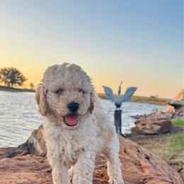 John - Apricot male Cavapoo puppy in Kingfisher, Oklahoma from Perdue Puppies