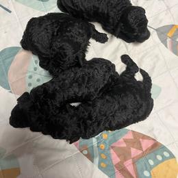 Poodle puppies from Silver Bells Paw Prints