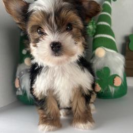 Parti boy - Parti male Yorkshire Terrier puppy in Gainesville, Georgia from Country Dog Kennels.