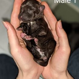 Miniature Schnauzer Puppies from Pawesome Pups