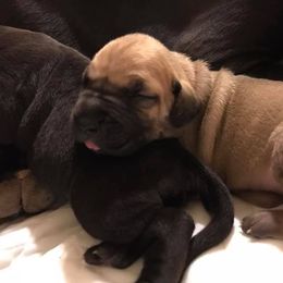 Great Dane Puppies from Blackgold Great Danes