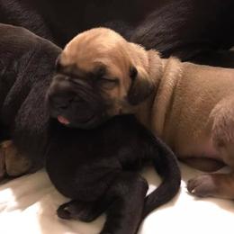 Great Dane Puppies from Blackgold Great Danes