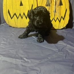 Girl 1 - Black female Goldendoodle puppy in Maumee, Ohio from Bell's Doodles