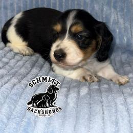 Tootles - Piebald male Dachshund puppy in Ramona, Oklahoma from Schmitt Dachshunds