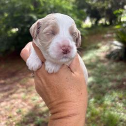 April O' Neil - Apricot female Goldendoodle puppy in Brooksville, Florida from Abby’s Standard Goldendoodles