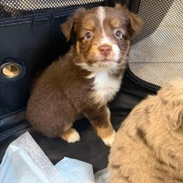 Rolo - Red tri male Miniature Australian Shepherd puppy in Mount Airy, Georgia from North Georgia Gems