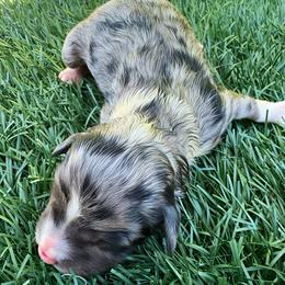 Belle - Blue merle female Aussiedoodle puppy in Bakersfield, California from Annie's Aussies