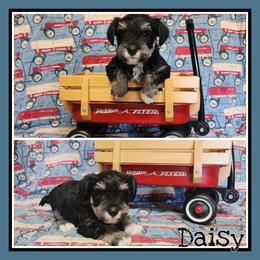 Nellie - Black and silver female Miniature Schnauzer puppy in Lebanon, Missouri from Cedar Glades Canines