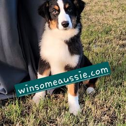 Lilly - Black tri-color female Australian Shepherd puppy in Waddell, Arizona from Winsome Aussies