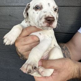 Blue male - White and liver brown Dalmatian puppy in Tampa, Florida from Black House Dalmatian