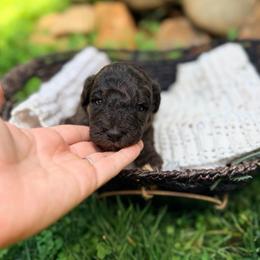 Bay - Merle male Goldendoodle puppy in Pollock Pines, California from Penny Lane’s Doodles