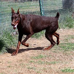 Mila - Doberman Pinscher