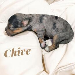 Chive - Blue merle male Aussiedoodle puppy in Lebanon, Oregon from Abbott Family Farm