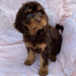 Everly - Brown female Cavapoo puppy in Bellingham, Washington from My Sweet Poodles and Doodles