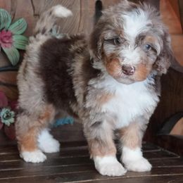 Dark Red Merle - Red merle female Aussiedoodle puppy in Lawton, Oklahoma from Lindsey’s Aussies