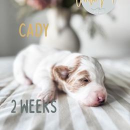 Cady - Parti female Goldendoodle puppy in Jacksonville, Florida from First Coast Goldendoodles