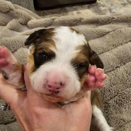 Avalanche - Chocolate merle male Bernedoodle puppy in Forest, Ohio from Mini Doodle Buddies
