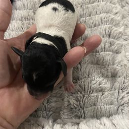 Poodle Puppies from Okie’s Cuties