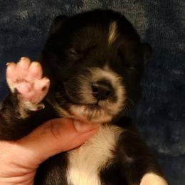 Lamborghini - Black and white male Siberian Husky puppy in Urbana, Ohio from Fairhaven's Siberian Huskies