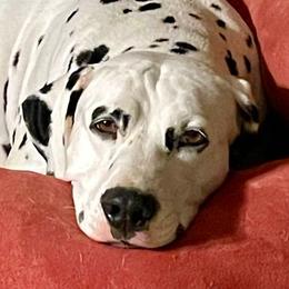 Dalmatians from Gateway Farm Dalmatians