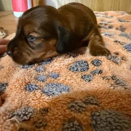 Shaded red female - Red female Dachshund puppy in Willow Springs, Missouri from Willow Weiner Ranch