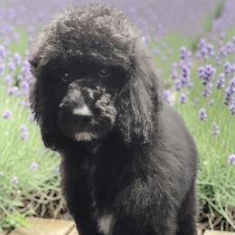 Cider - Black male Poodle puppy in Mancelona, Michigan from Lavender poodles & doodles