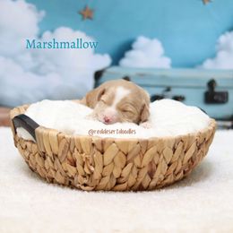 Marshmallow - Apricot female Australian Labradoodle puppy in Hurricane, Utah from Red Desert Doodles