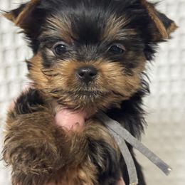 Andy 1800 - Black and tan male Yorkshire Terrier puppy in Valdosta, Georgia from Sweet Georgia Yorkies