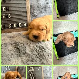 Bentley (Green) - Dark golden male Golden Retriever puppy in Middleburg, Pennsylvania from South Hill Golden Retrievers
