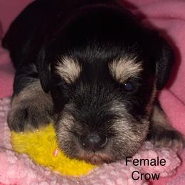 Crow-Girl 1 - Black and silver female Miniature Schnauzer puppy in Granville, Ohio from Shull Mini Schnauzers