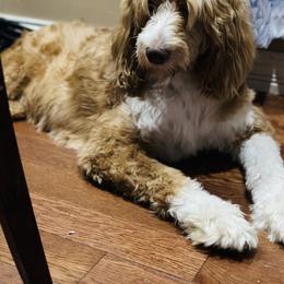 Assorted Doodle Crosses, Bernedoodle, Goldendoodle, and Labradoodle All Grown Up from Erica’s Doodles