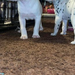 Dalmatian Puppies from The Exquisite Dalmatians