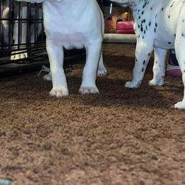 Dalmatian Puppies from The Exquisite Dalmatians