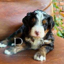 Tex - Tri-color male Bernedoodle puppy in Tulsa, Oklahoma from The Poodle Co. Raising Doodles & Poodles