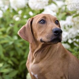Rhodesian Ridgeback Puppies from On The Rocks Rhodesian Ridgebacks