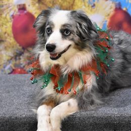Australian Shepherds from Trillium Valley Dog Training, LLP