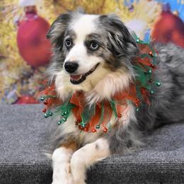 Australian Shepherds from Trillium Valley Dog Training, LLP