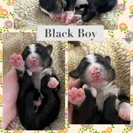 Bernedoodle Puppies from Green Bay Bernedoodles