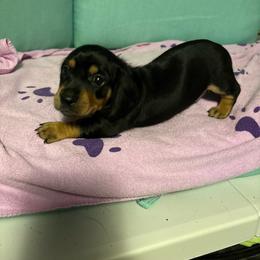 Dk blue boy - Sable male Dachshund puppy in Live Oak, Florida from The Weenie Herd Mom