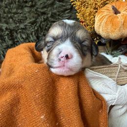 Graham - Sable male American Corgi puppy in Paxton, Illinois from McGovern Family Corgis