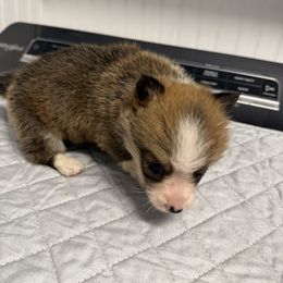 Midget 4 - White and red female Pembroke Welsh Corgi puppy in Jenkinsburg, Georgia from Red Elephant Farms