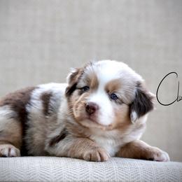 Miny - Red merle female Miniature Australian Shepherd puppy in Prague, Oklahoma from Clay Creek Aussies