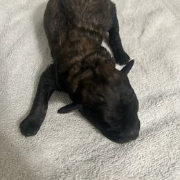 Peppy - Black male Poodle puppy in Titus, Alabama from Paws & Kisses