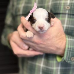 Red tri female long tail - Red tri female Toy Australian Shepherd puppy in Riverton, Utah from Iron Spirit Homestead & Aussies