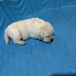 Baby boy - Yellow male Labrador Retriever puppy in Manilla, Iowa from Maggie's Lab