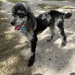 Gator - Poodle